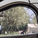 시목농장 | (충남/예산) 팜앤투어 캠핑장 벚꽃만큼 예뻤던 배꽃캠핑 (C1 사이트)