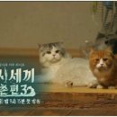 쿵이 이미지