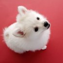 마이펫동물약국 이미지