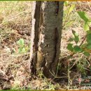 생활속의 조경이야기 이미지