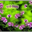 꽃들의이야기 이미지