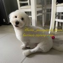 바르다펫 꿈의숲점 이미지