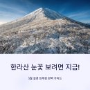 한라산도새기&커피팔다 | 한라산 눈꽃 보려면 지금! 3월 설경 트레킹 가이드