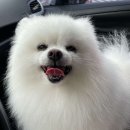 벨라루시펫살롱 이미지