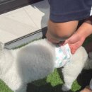 아리댕댕애견카페 | 또봉이랑 다녀온 애견카페 겸 유치원 “댕댕존” 방문 후기