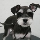 꿈꾸는 댕 이미지