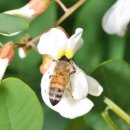 꿀벌박사 이미지