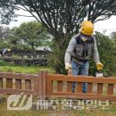 제주 도련동 귤나무류 이미지