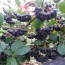 아로니아 이미지