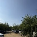 반길이농원 | [청주 정하동] 수피아자작나무농원 / 힐링되는 이색공간 추천