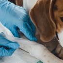 미래동물병원(산업동물진료) 이미지