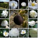 11월11일 흰동백(Camellia)[農業人의날,빼빼로데이,가래떡데이] 이미지