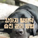강아지발바닥