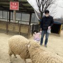 양평양떼목장 이미지