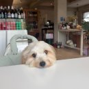 컴퍼스트 | 구미 문성ㅣ강아지랑 함께 할 수 있는 브런치카페 “디얼컴퍼스트” 솔직후기