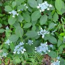 산중문답 이미지