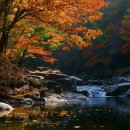 지리산 단풍비 이미지