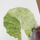 색연필로 그리는 꽃, 보태니컬 아트 | 보태니컬 아트-색연필로 쌈추 그리기(2)완성