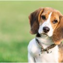 신천동물병원 이미지