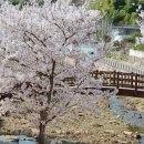 은해사 벚꽃길 이미지