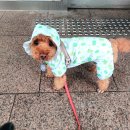 롯데리아롯데마트의왕점 | 다이소 강아지우비 강아지 출입되는 의왕 롯데마트 다이소 쇼핑(다이소 강아지 옷 쿨매트 장난감)