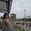 북촌초등학교 | 여자 혼자 제주여행 동쪽 수국 함덕 뚜벅이가 갈만한 수국 아일로사(6.6 현재 개화 상황)