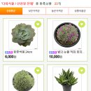 단골플라워가든