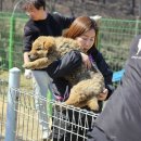 도로시지켜줄개 이미지