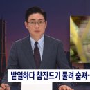 밭일하다 참진드기 물려 숨져…"잔디밭 눕지 마세요" 이미지