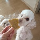 멍더랜드 | 동두천카페 멍더랜드 애견 수제 간식