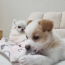 행신동물병원
