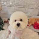 멍테일즈 이미지