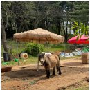 유천 한우 이미지