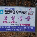 용일농장 Daum카페