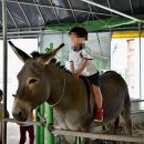 계룡산목장 이미지