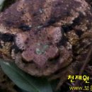 두꺼비PC 이미지