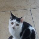 블랙스톤 스크린골프 이미지