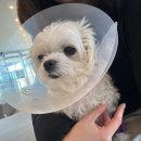 24시 포항 이음동물의료센터 이미지