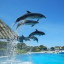 돌고래레스토랑 이미지