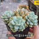 오복다육