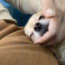 왈왈이애견카페웨스턴돔점 이미지