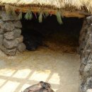 제주똥돼지 이미지