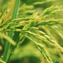 삼손태권도 이미지