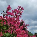 국도22호선가로수 이미지