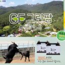 100세흑염소 이미지
