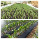 농부의 바다 이미지