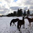 이시돌목장 이미지