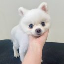 멈머링(mummuring) 이미지