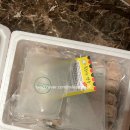 속보이는만두 | [내돈내산] 얇은피 손만두 맛집 추천 - 속보이는만두 택배 주문 후기