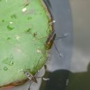 소금쟁이 이미지